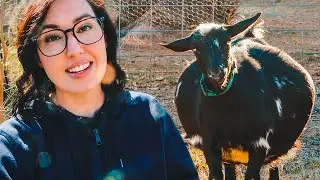 Oh no, are there TOO many babies in her??? (miniature goat pregnancy)