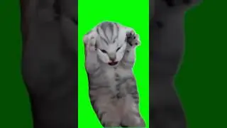 ДРАМАТИЧНЫЙ КОТЕНОК ФУТАЖ НА ЗЕЛЕНОМ ФОНЕ / dramatic kitty