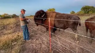 Animals Are Getting Feisty | Can't Decide...