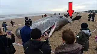 То, что нашли в животе у этого кашалота, содрогнуло весь мир