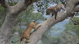 Lion chases Leopard up the tree, Wild Animals Attack