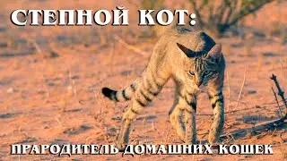 African Steppe Cat: The progenitor of all domestic cat breeds | Interesting facts about cats