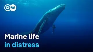 Of whales and turtles - How can we save the creatures of the sea? | DW Documentary