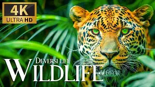 Tranquil Escape: Wildlife in 4K with Relaxing Nature Film