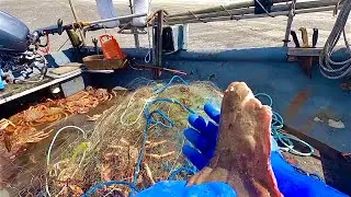 GIANT SPIDER CRABS WIPE OUT OUR FLATFISH NET - Plaice Catch & Cook