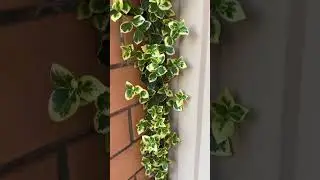 Поздравляю Всех со светлым праздником ВЕРБНЫМ ВОСКРЕСЕНИЕМ 🌺🌺🌺
