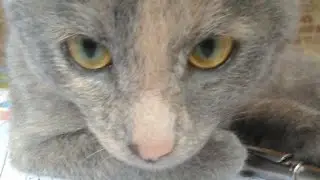 Mon Chaton