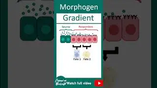 Morphogen Gradient | Cell fate commitment | 1 minute dev bio