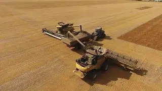 Lentils harvest 2017. Canada. (4K video). MY AGRO #MYAGROTOURS