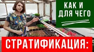 Каким культурам нужна стратификация и как ее провести