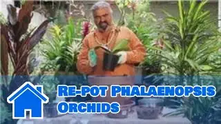 Gardening Help : How to Re-pot Phalaenopsis Orchids