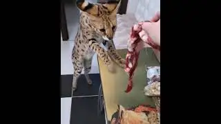 Serval loves MEAT