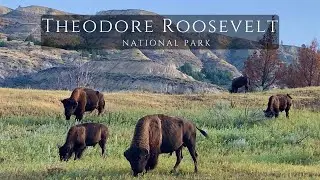 Theodore Roosevelt NP // North Unit - Wildlife, multiple trails and overlooks