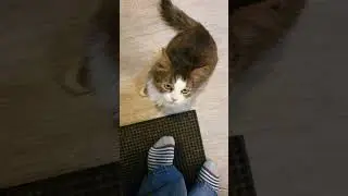 Как дать таблетку коту или кошке