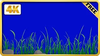 Green grass moving on blue screen background video loops