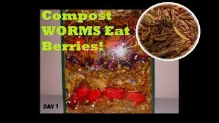 Frost Burnt Fruit to Fertile Soil: Red Wigglers in Action. 25 Day Vermicomposting Time-Lapse