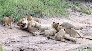 Nice Sunday morning stroll with cute lion cubs