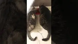 Коты едят из одной миски 🥣? Что? 