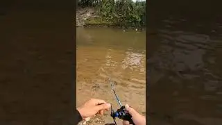 #shortvideo #rapalafishing #eupro #sebarau