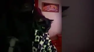 Кот это самый верный друг 🐈‍⬛