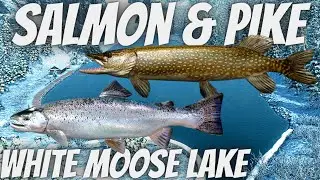 Fishing Planet - WHITE MOOSE LAKE Alberta - Atlantic Salmon & Trophy Northern Pike HOTSPOT +MARKERS