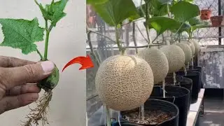 New skills! Growing a melons tree from melon fruit in pot