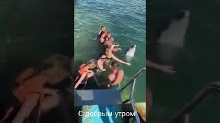 Обнимашки с Дельфином