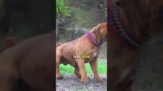 Rottweiler vs Boerboel Fight Who Would Win | Rottweiler VS Boerboel Which is Stronger #dog