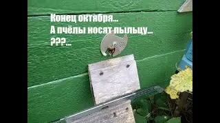 Октябрь. Пчёлы носят пыльцу. Вопрос!? 30.10.2020. ПЧЕЛОВОДСТВО С НУЛЯ. КАК Я ЭТО ВИЖУ...