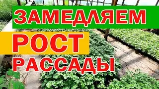 Как затормозить рост рассады 🌱🌱🌱