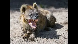 Интересные факты о гиенах(Interesting facts about hyenas).