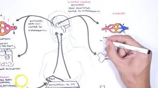 Homeostasis - negative and positive feedback (thermoregulation and lactation)