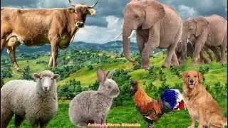 Farm Animal Sounds: Sheep, Cat, Dog, Chicken, Cow - Animal Videos