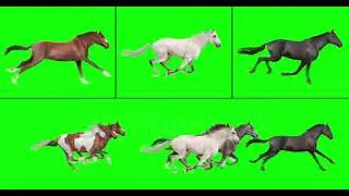 Horses video Green  Screen 4K  non copyright videos