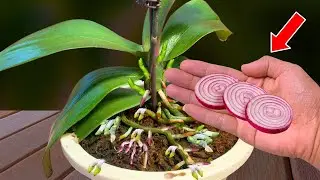 1 Thin slice per week! Suddenly the orchid bloomed 600% more flowers