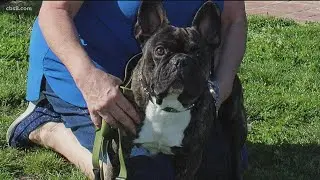 Lost French bulldog from the Bay Area found in Tijuana