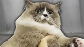This Ragdoll cat has seen some things  😳