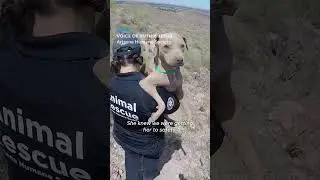 Arizona Humane Society rescues dog from Lookout Mountain #Shorts