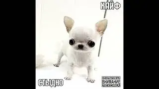 Кайф - Стыдно (2023) | Tenrain Records; 2023