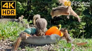 Cat TV for cats to watch 😺 Very Busy Chipmunks, Squirrels and Birds 🐿 8 Hours 4K HDR 60FPS