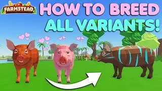 How To Breed All Pig Variants! *EASY* Farmstead Roblox