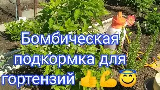 ПОДКОРМКА ДЛЯ ГОРТЕНЗИЙ ПРОСТО БОМБА 💪👍😇 ПЕРВАЯ ПОДКОРМКА САДОВЫХ ГОРТЕНЗИЙ!