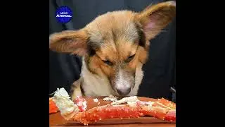 ASMR Dog Eating King Crab Mukbang 🐕 Corgi 