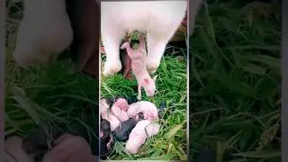 Rabbit pet giving birth #rabbit #cute #trendingshorts #shorts #crazyvlog