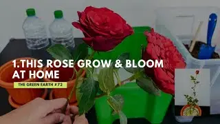 #72 Rose : Grow Your Own Roses from Bouquet Cuttings at Home