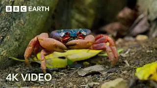 A Journey Across Our Planet | 4K UHD | Planet Earth II | BBC Earth