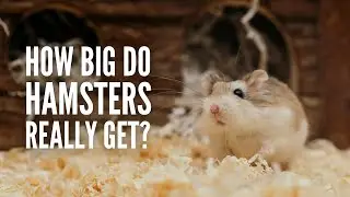 Hamster Sizes: How Big Do Hamsters Get?