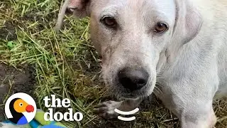 Tiny Puppies Rescued From Under A Bus Are So Big And Happy Now | The Dodo