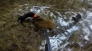 Gończy polski - polowanie - akcja Dzik - -  wild boar hunting