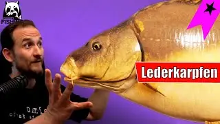 Russian Fishing 4 - Bärensee - Lederkarpfen, auf BarbenKöder